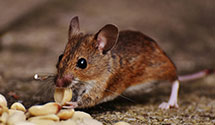24 Hour & Emergency Exterminators in Library, PA